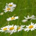 デイジー Leucanthemum vulgare 2
