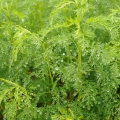 ヨモギ Artemisia absinthium 2