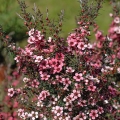 マヌカ Leptospermum scoparium 2