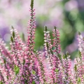 ヒース Calluna Vulgaris 2