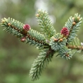 ブラックスプルース Picea Mariana 2