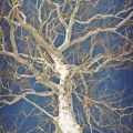 プラタナス Platanus occidentalis 2