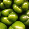 Green Pepper Capsicum annuum 2