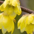 ロウバイ Chimonanthus praecox 2