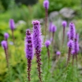 ライアトリス Liatris 2