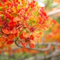 クリスマスツリーまたはフレイムツリー Nuytsia floribunda 2
