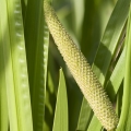 ショウブ Acorus calamus 2