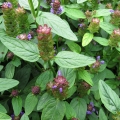 プルネラ Prunella Vulgaris 2