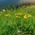 アルニカ Arnica montana 2