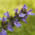 セージ Salvia Officinalis 2