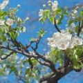 梨の花 Rosaceae 2