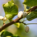 桑の実 Morus Alba 2