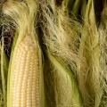 トウモロコシのひげ  2