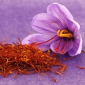 サフラン Crocus Sativus Linneaus 2