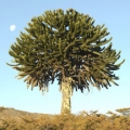 アラウカリア Araucaria araucana 2