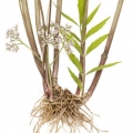 バレリアン Valeriana officinalis 2