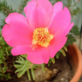 ポーチュラカ Portulaca Grandiflora 2