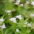 Woodruff or Galium Odoratum Galium Odoratum 2