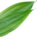 Cassia Cinnamomum cassia 2