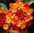 ランタナ Lantana Camara 2
