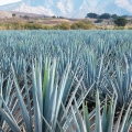 アガベ Agave tequilana 2
