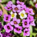 アリッサム Alyssum montanum 2