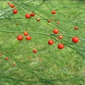 アスパラガス Asparagus Officinalis 2
