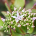 翡翠の花 Crassula ovata 2