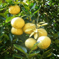ハトコラレモン Citrus Macroptera 2