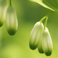 Solomon's Seal Polygonatum Multiflorum 2