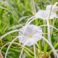 クリナム・リリー Crinum augustum 2
