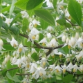 スチラックス Styrax Officinalis 2