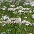 アキレア Achillea millefolium 2