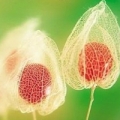 ホオズキ Physalis Peruviana 2