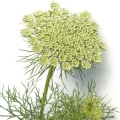 ケラ Amni visnaga, toothpickweed, bisnaga 2