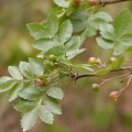 リナロエベリー Bursera Delpechiana 2