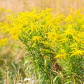 ゴールデンロッド Solidago 2