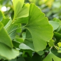 イチョウ Ginkgo biloba 2