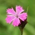 カーネーション Dianthus 2