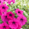 ペチュニア Petunia 2