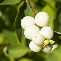 スノーベリー Symphoricarpos 2