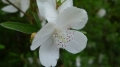 レザーウッド Eucryphia lucida 2
