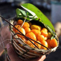 Hog Plum Spondias Mombin L. 2