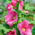 マルバ Alcea Rosea 2