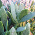 クリスマム Crithmum maritimum 2