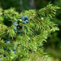 ケードオイル juniperus oxycedrus l. tar oil 2