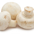 キノコ Agaricus Bisporus 2