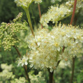 メドウスイート Filipendula Ulmaria 2