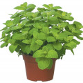 アップルミント Mentha Suaveolens 2