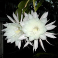 オーキッドカクタス Epiphyllum 2